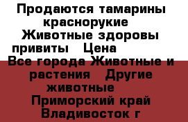 Продаются тамарины краснорукие . Животные здоровы привиты › Цена ­ 85 000 - Все города Животные и растения » Другие животные   . Приморский край,Владивосток г.